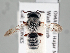  ( - NHMUK 010819642)  @12 [ ] copyright © (2018) Andrew Polaszek Natural History Museum, London