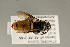 (Cathimeris - NHMUK010838917)  @12 [ ] copyright © (2018) Andrew Polaszek Natural History Museum, London