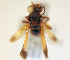  ( - NHMUK013377560)  @11 [ ] copyright © (2018) Andrew Polaszek Natural History Museum, London