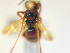  ( - NHMUK013377561)  @11 [ ] copyright © (2018) Andrew Polaszek Natural History Museum, London