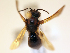  ( - NHMUK013377562)  @11 [ ] copyright © (2018) Andrew Polaszek Natural History Museum, London