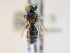  ( - NHMUK013377563)  @11 [ ] copyright © (2018) Andrew Polaszek Natural History Museum, London