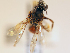  ( - NHMUK013377566)  @11 [ ] copyright © (2018) Andrew Polaszek Natural History Museum, London