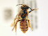  (Andrena eversmanni - NHMUK013377586)  @11 [ ] copyright © (2018) Andrew Polaszek Natural History Museum, London