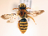  (Andrena iranella - NHMUK013377589)  @11 [ ] copyright © (2018) Andrew Polaszek Natural History Museum, London