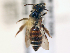  (Andrena helouanensis - NHMUK013377590)  @11 [ ] copyright © (2018) Andrew Polaszek Natural History Museum, London