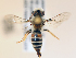  ( - NHMUK013377592)  @11 [ ] copyright © (2018) Andrew Polaszek Natural History Museum, London