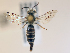  ( - NHMUK013377593)  @11 [ ] copyright © (2018) Andrew Polaszek Natural History Museum, London
