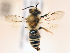  ( - NHMUK013377594)  @11 [ ] copyright © (2018) Andrew Polaszek Natural History Museum, London