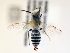  (Andrena maidaqi - NHMUK013377595)  @11 [ ] copyright © (2018) Andrew Polaszek Natural History Museum, London