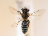  (Andrena savignyi - NHMUK010819735)  @11 [ ] copyright © (2018) Andrew Polaszek Natural History Museum, London