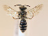  ( - NHMUK010819736)  @11 [ ] copyright © (2018) Andrew Polaszek Natural History Museum, London