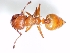  (Crematogaster castanea - ETKKK0009)  @13 [ ] No Rights Reserved  Unspecified Unspecified