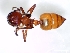  (Crematogaster castanea tricolor - ETKNG0008)  @13 [ ] No Rights Reserved  Unspecified Unspecified