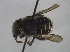  (Afranthidium ZAF1 - DrumGr3Hym10)  @13 [ ] Unspecified (default): All Rights Reserved  Unspecified Unspecified