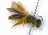  ( - GarKHym1001)  @13 [ ] Unspecified (default): All Rights Reserved  Unspecified Unspecified