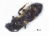  (Patellapis sp. z - SprKHym02)  @12 [ ] Unspecified (default): All Rights Reserved  Unspecified Unspecified