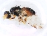  ( - MSIGRDIPT0903)  @12 [ ] No Rights Reserved (2012) Unspecified Unspecified