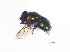  (Hemipyrellia fernandica - PalGr3Dipt02)  @12 [ ] Unspecified (default): All Rights Reserved  Unspecified Unspecified