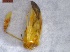  ( - CarrGr1Hemi0204)  @12 [ ] Unspecified (default): All Rights Reserved  Unspecified Unspecified