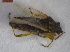  ( - CarrGr1Hemi0301)  @12 [ ] Unspecified (default): All Rights Reserved  Unspecified Unspecified