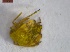  ( - CarrGr1Hemi0701)  @12 [ ] Unspecified (default): All Rights Reserved  Unspecified Unspecified