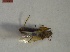  ( - DrumGr2Hemi0205)  @12 [ ] Unspecified (default): All Rights Reserved  Unspecified Unspecified