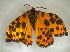  ( - GibaGr1Lepi0504)  @13 [ ] Unspecified (default): All Rights Reserved  Unspecified Unspecified
