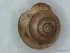  (Trachycystis ectima - IPHFOMOL1104)  @14 [ ] No Rights Reserved (2012) Unspecified Unspecified