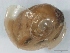  (Sheldonia cornea - KENFO1MOL0204)  @13 [ ] No Rights Reserved (2012) Unspecified Unspecified