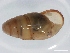  (Cochlicopa cf. lubricella - NMSA W6757)  @14 [ ] No Rights Reserved (2012) Unspecified Unspecified