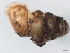  (Gastrocopta servilis - NMSA W788801)  @13 [ ] No Rights Reserved (2012) Unspecified Unspecified