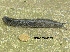 (Urocyclus - NMSA W867201)  @11 [ ] No Rights Reserved (2012) Unspecified Unspecified