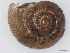  (Trachycystis burnupi - PALGRMOL02)  @11 [ ] No Rights Reserved (2012) Unspecified Unspecified