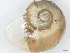  (Microkerkus - SPRGRMOL0201)  @13 [ ] No Rights Reserved (2012) Unspecified Unspecified