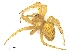  (Pararaneus - UKZNPmbGrArach05)  @13 [ ] Unspecified (default): All Rights Reserved  Unspecified Unspecified