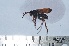  (Hemipepsis capensis - VESPAS26)  @13 [ ] Unspecified (default): All Rights Reserved  Unspecified Unspecified