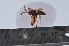  ( - VESPAS55)  @12 [ ] Unspecified (default): All Rights Reserved  Unspecified Unspecified
