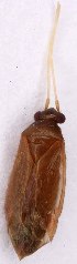 ( - EUBUG_1012_f_Plespine5)  @12 [ ] Unspecified (default): All Rights Reserved  Unspecified Unspecified