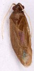  (Orthotylus obscurus - EUBUG_1027_f_Plespine8)  @13 [ ] Unspecified (default): All Rights Reserved  Unspecified Unspecified