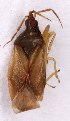  ( - EUBUG_1033_m_Oriumaju3)  @11 [ ] Unspecified (default): All Rights Reserved  Unspecified Unspecified