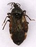  ( - EUBUG_1077_f_Anthampl8)  @11 [ ] Unspecified (default): All Rights Reserved  Unspecified Unspecified