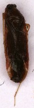  ( - EUBUG_1083_m_Phylomela10)  @11 [ ] Unspecified (default): All Rights Reserved  Unspecified Unspecified