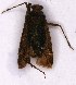  ( - EUBUG_1097_m_Phytdimi4)  @11 [ ] Unspecified (default): All Rights Reserved  Unspecified Unspecified