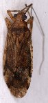  ( - EUBUG_1171_f_Phytpopu1)  @12 [ ] Unspecified (default): All Rights Reserved  Unspecified Unspecified