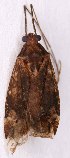  ( - EUBUG_1174_f_Phytpopu4)  @12 [ ] Unspecified (default): All Rights Reserved  Unspecified Unspecified