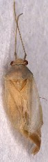  (Orthotylus tenellus - EUBUG_1224_f_Orthpras1)  @12 [ ] Unspecified (default): All Rights Reserved  Unspecified Unspecified