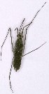  ( - EUBUG_1357_f_Gerrarge1)  @11 [ ] Unspecified (default): All Rights Reserved  Unspecified Unspecified