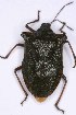  ( - EUBUG_1372_f_Pentrufi8)  @11 [ ] Unspecified (default): All Rights Reserved  Unspecified Unspecified