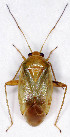  ( - EUBUG_413_f_Apolspin1)  @13 [ ] Unspecified (default): All Rights Reserved  Unspecified Unspecified